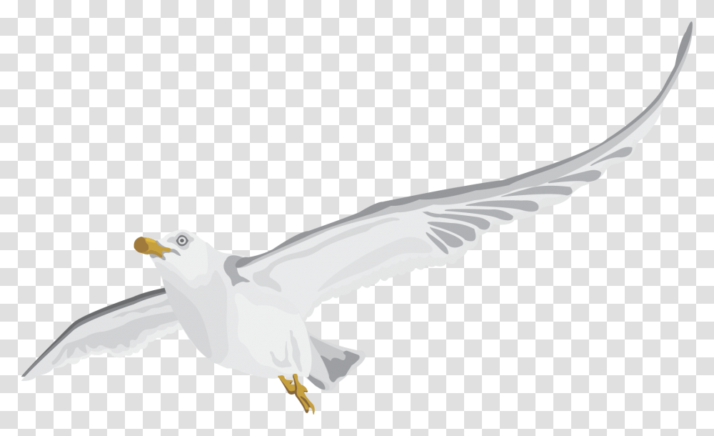 Seabird, Flying, Animal, Seagull, Beak Transparent Png
