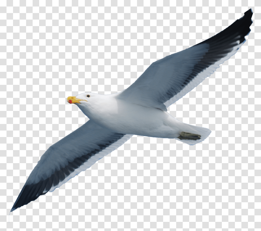 Seabird Seagull Download Seagull, Animal, Flying, Beak, Albatross Transparent Png