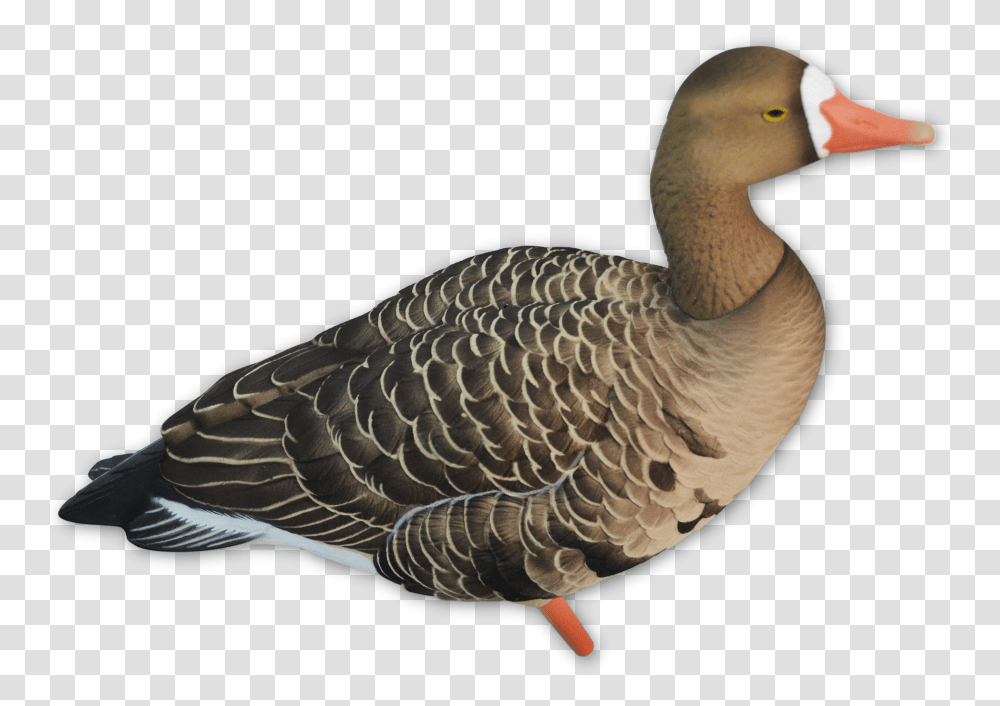 Seaduck, Bird, Animal, Goose, Anseriformes Transparent Png
