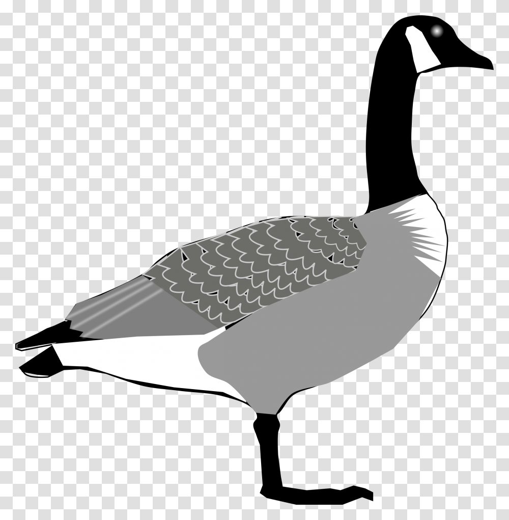 Seaduckwater Birdlivestock Canada Goose, Animal, Pigeon, Dove, Axe Transparent Png