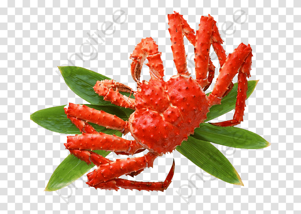 Seafood, Crab, Sea Life, Animal Transparent Png