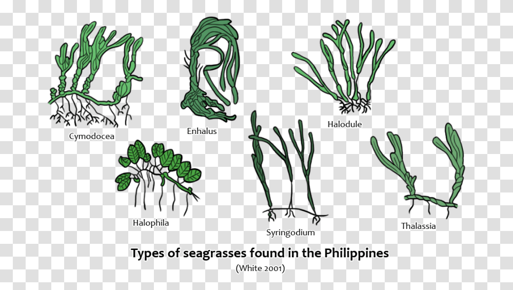 Seagrass Species In The Philippines, Green, Plant, Vegetation Transparent Png