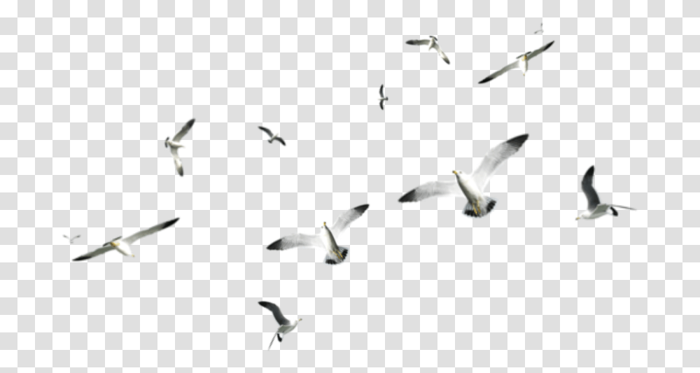 Seagul Birds On Sea, Flying, Animal, Flock, Seagull Transparent Png