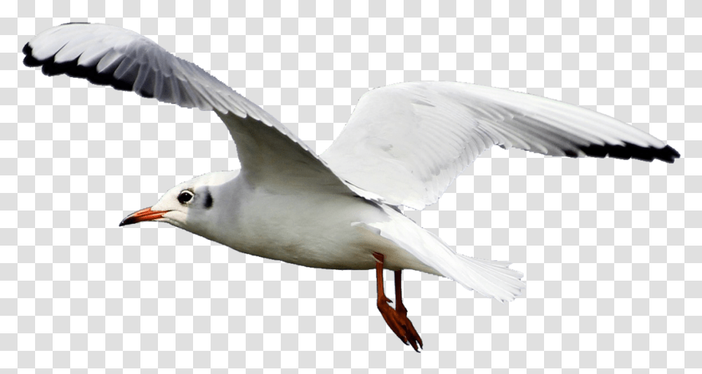 Seagull 1 Image Seagull, Bird, Animal, Flying, Waterfowl Transparent Png