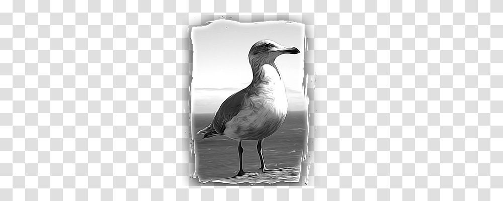 Seagull Nature, Beak, Bird, Animal Transparent Png