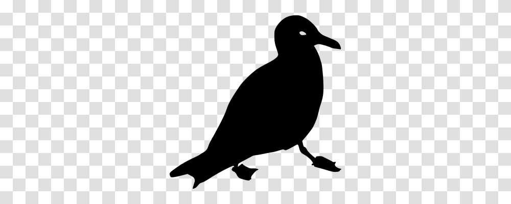 Seagull Animals, Gray, World Of Warcraft Transparent Png