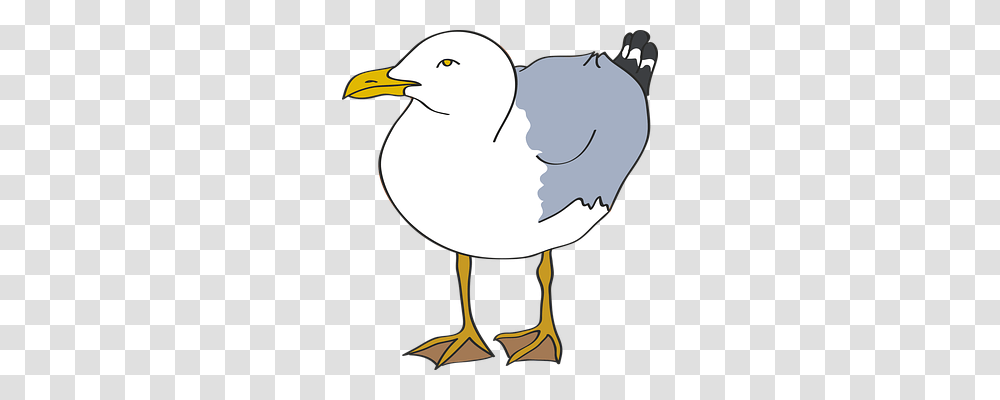 Seagull Holiday, Duck, Bird, Animal Transparent Png