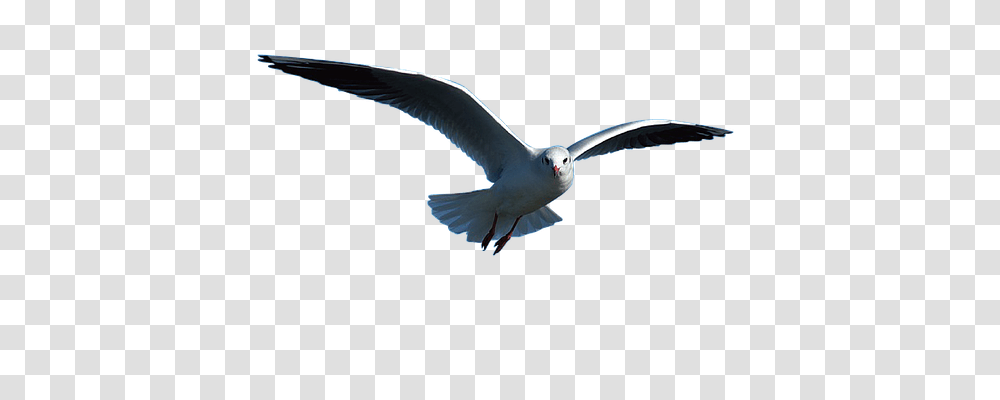 Seagull Nature, Bird, Animal, Flying Transparent Png