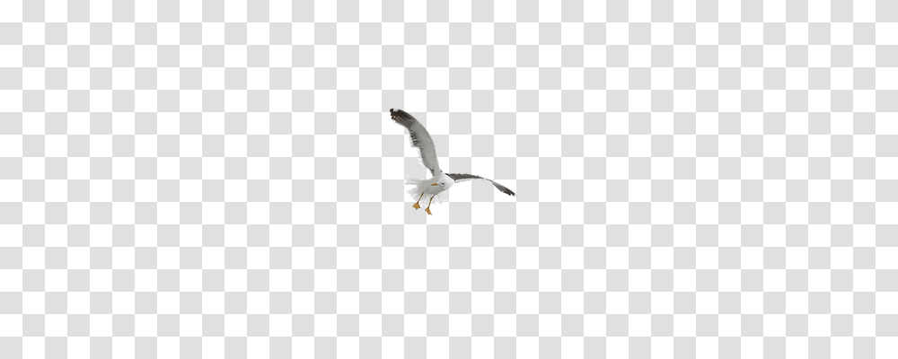 Seagull Nature, Flying, Bird, Animal Transparent Png