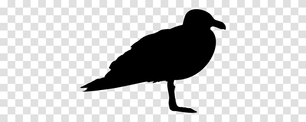 Seagull Animals, Gray, World Of Warcraft Transparent Png