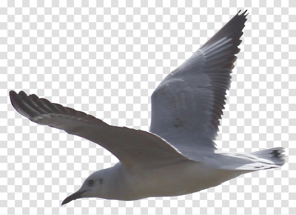 Seagull 2 Image Seagull, Bird, Animal, Flying, Albatross Transparent Png