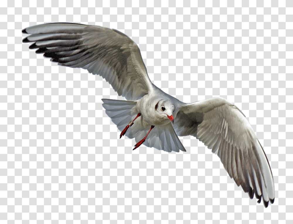 Seagull 960, Animals, Bird, Flying, Kite Bird Transparent Png