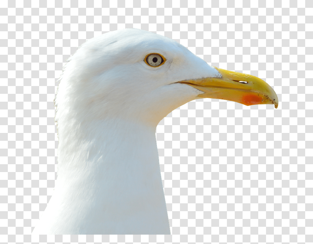 Seagull 960, Animals, Bird, Beak, Waterfowl Transparent Png