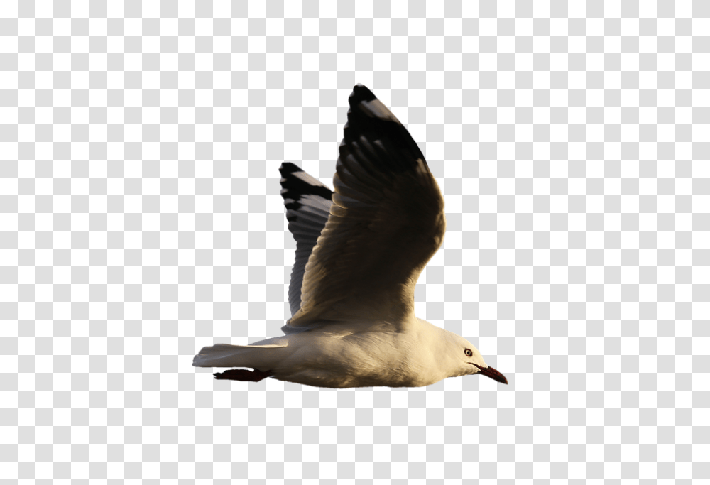 Seagull 960, Animals, Bird, Flying, Beak Transparent Png