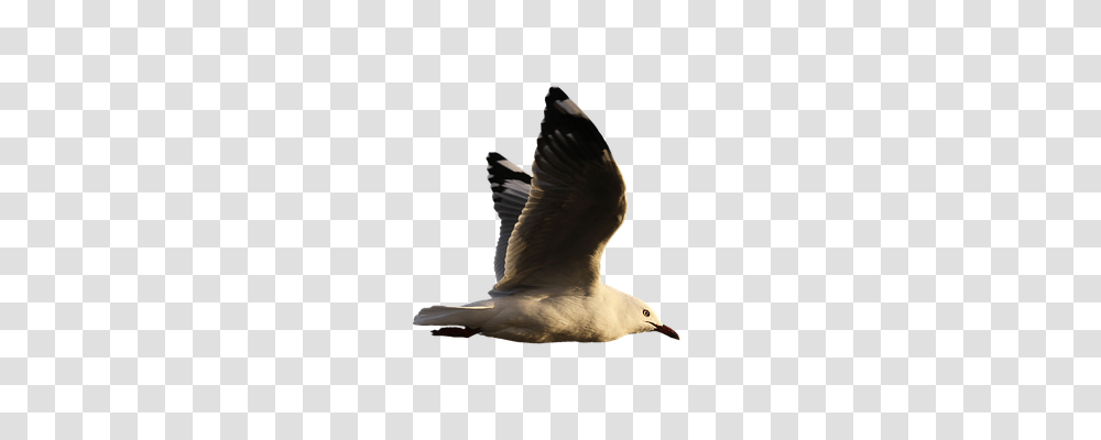 Seagull Animals, Bird, Flying, Beak Transparent Png