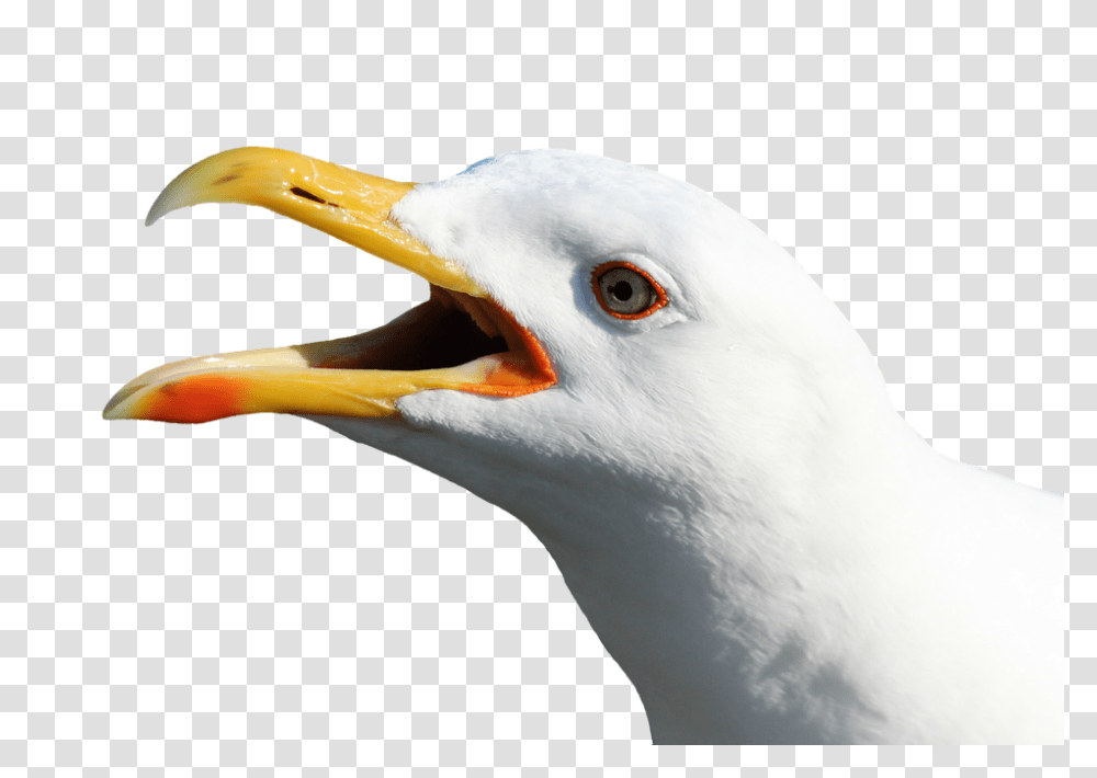 Seagull 960, Animals, Beak, Bird, Waterfowl Transparent Png