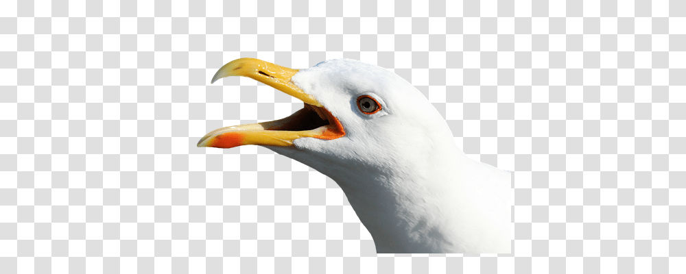 Seagull Animals, Beak, Bird, Waterfowl Transparent Png