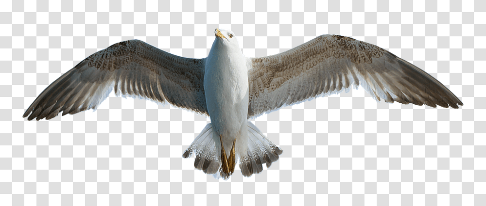 Seagull 960, Animals, Bird, Hawk, Kite Bird Transparent Png