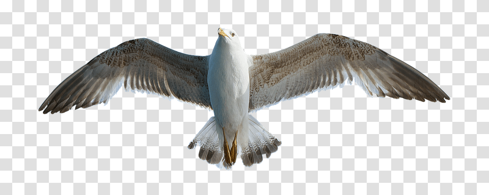 Seagull Nature, Bird, Animal, Hawk Transparent Png