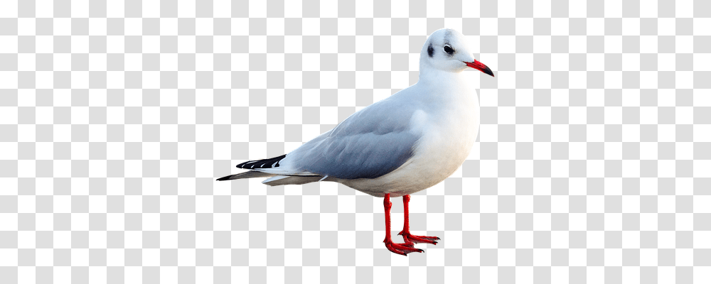 Seagull Animals, Bird, Beak, Waterfowl Transparent Png