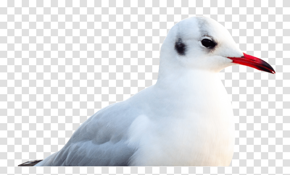 Seagull 960, Animals, Bird, Beak, Penguin Transparent Png