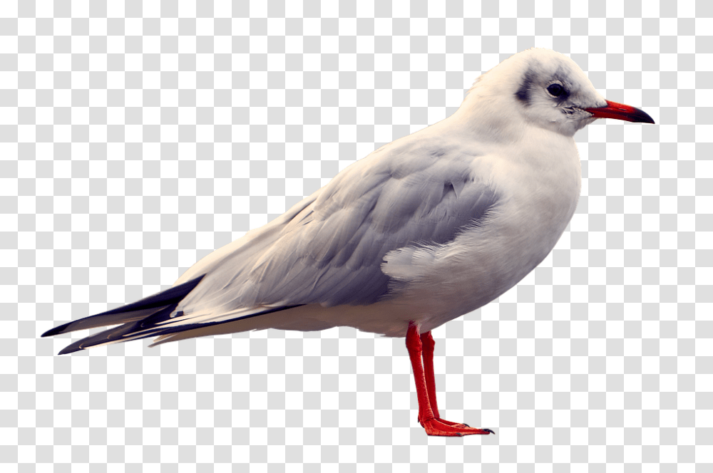 Seagull 960, Animals, Bird, Beak, Waterfowl Transparent Png