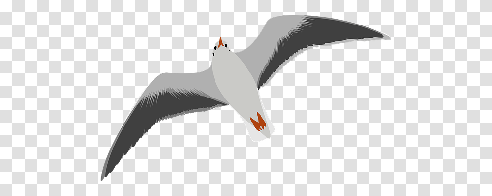 Seagull Holiday, Bird, Animal, Flying Transparent Png