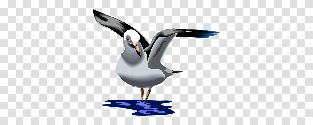 Seagull Animals, Bird, Sink Faucet, Puffin Transparent Png