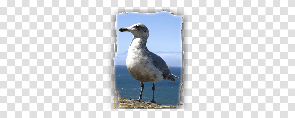 Seagull Nature, Bird, Animal, Beak Transparent Png