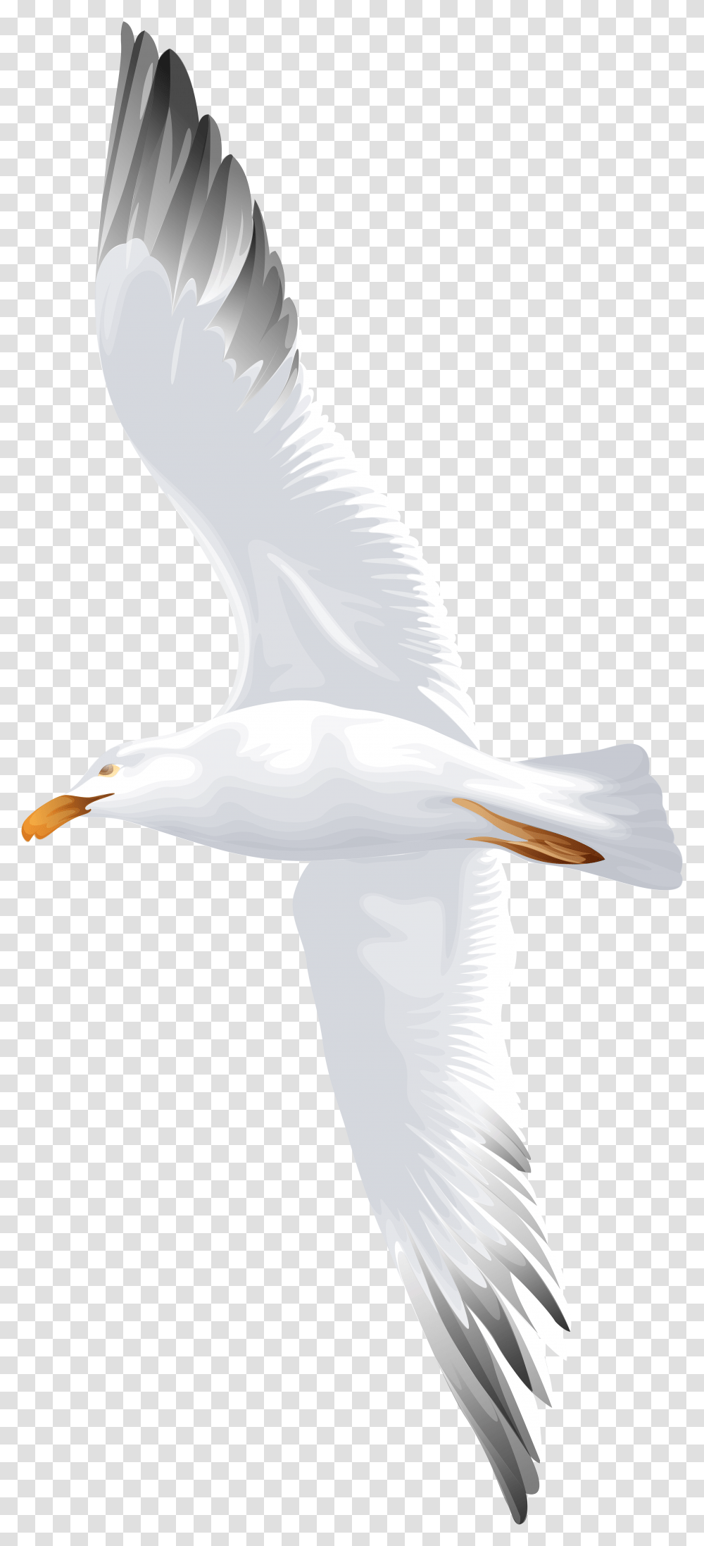 Seagull Bird Clipart European Herring Gull, Animal, Albatross Transparent Png