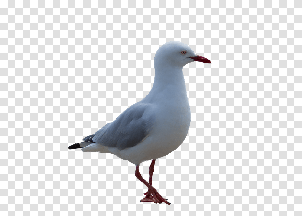 Seagull Bird Coast Bird With White Background Seagull, Animal, Beak, Waterfowl, Pigeon Transparent Png