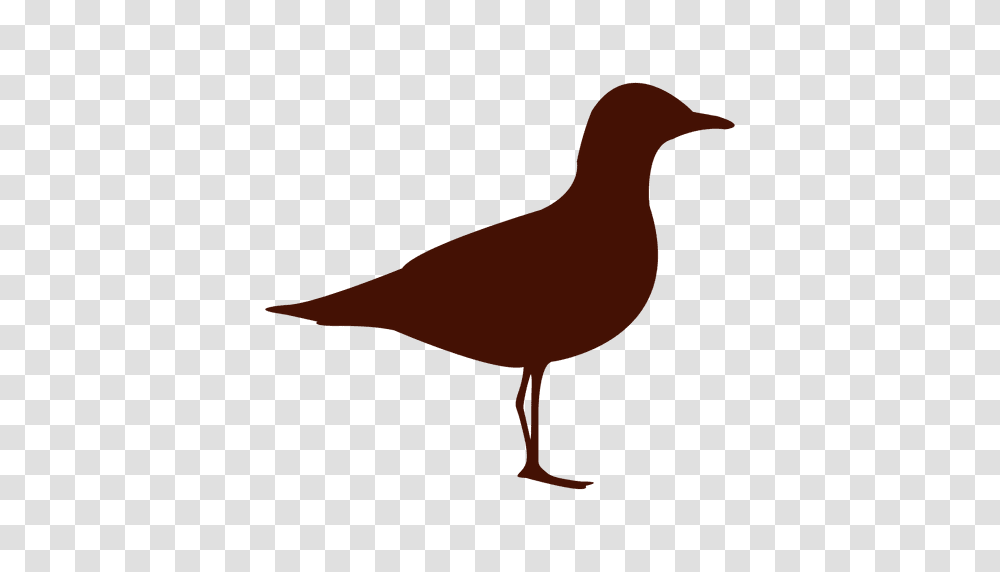Seagull Bird Silhouette, Animal, Beak, Partridge, Quail Transparent Png
