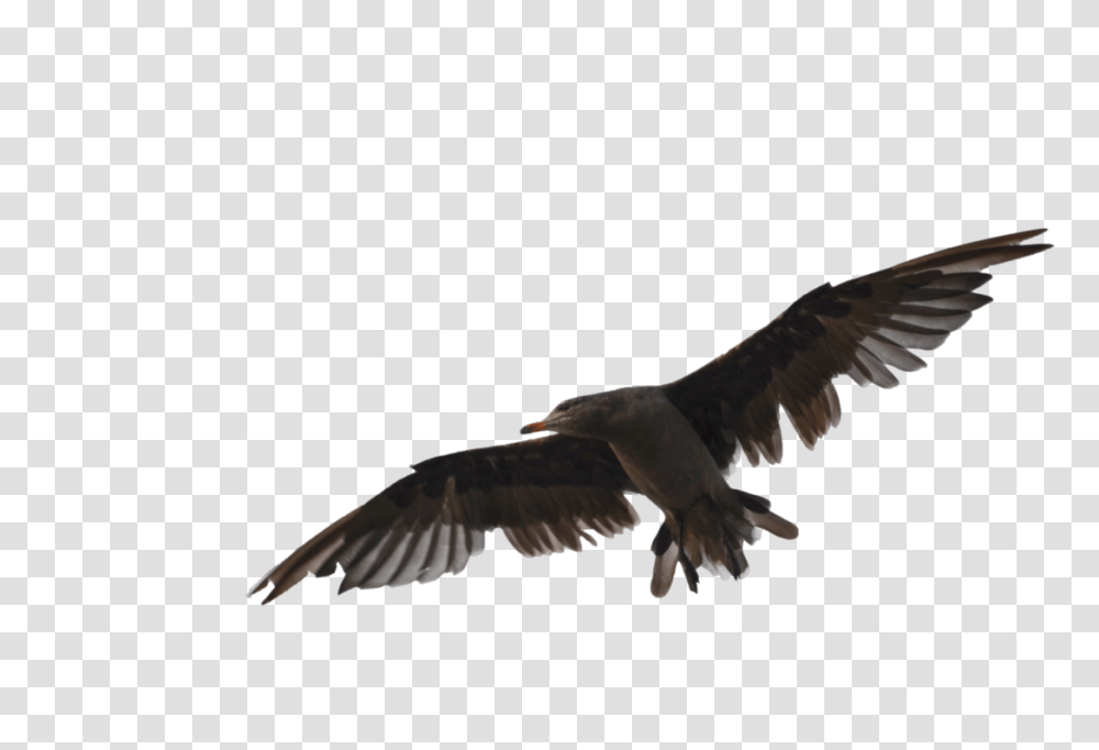 Seagull Bird Stock Photo Dsc, Animal, Flying, Vulture, Kite Bird Transparent Png