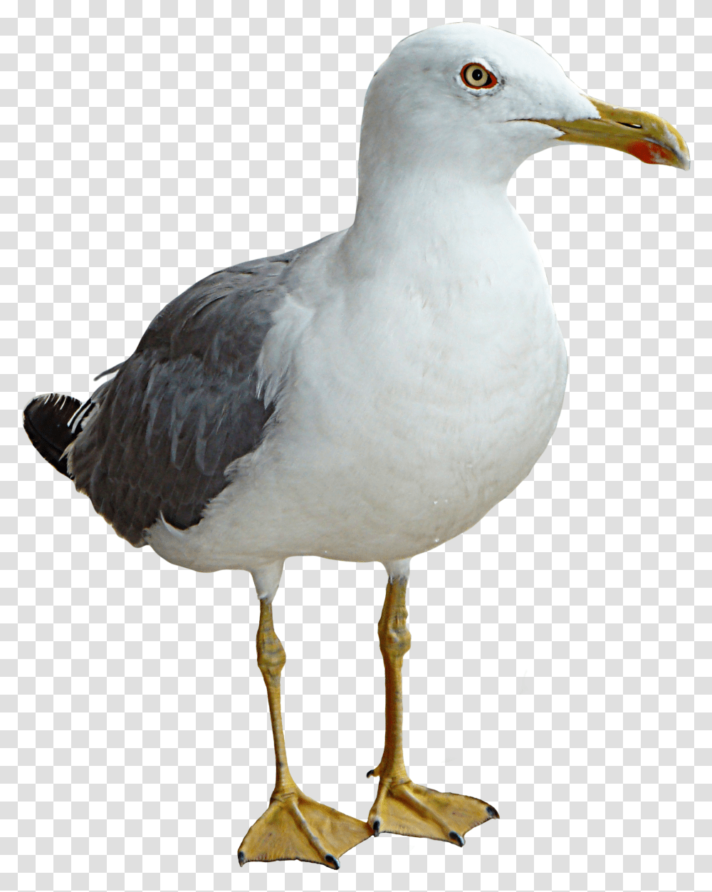 Seagull Bird Thinking Seagull, Animal, Beak Transparent Png