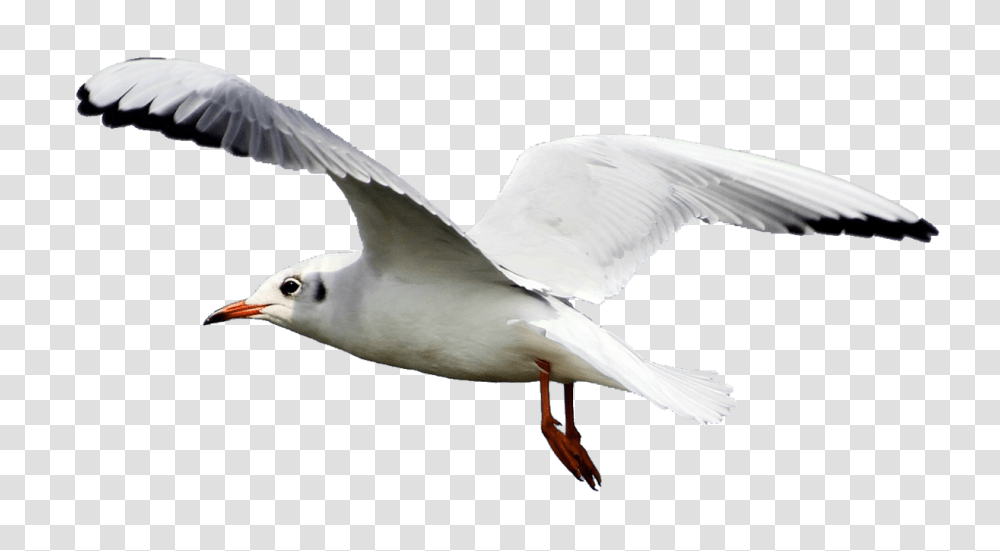 Seagull Clip Art Free Vector, Bird, Animal, Flying, Beak Transparent Png