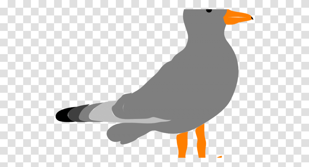 Seagull Clip Art Gull, Bird, Animal, Beak, Person Transparent Png