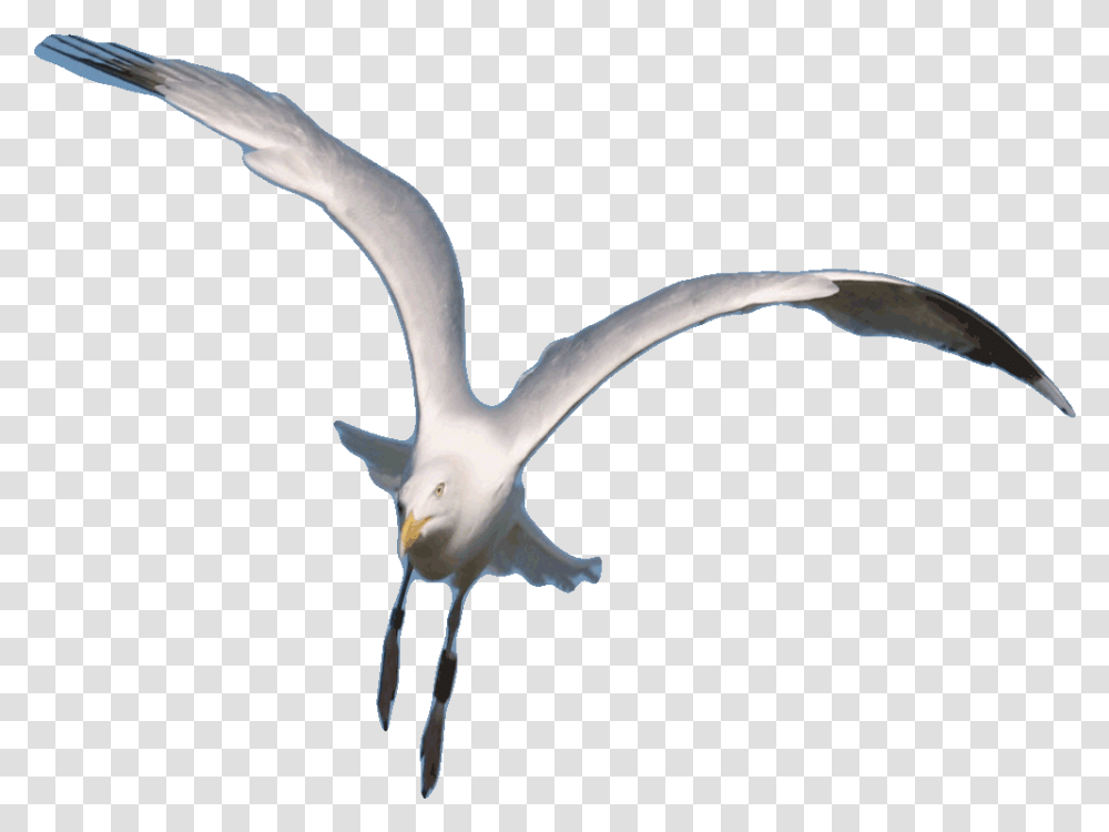 Seagull Clipart Animated Gif Flying Seagull Gifs, Bird, Animal, Albatross, Waterfowl Transparent Png