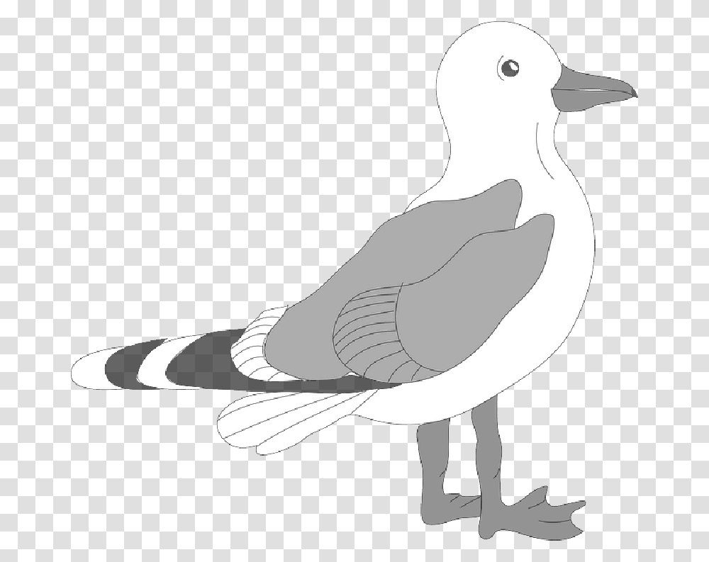 Seagull Clipart, Bird, Animal, Pigeon, Dove Transparent Png