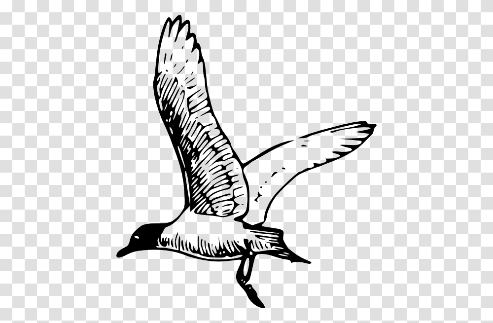 Seagull Clipart Black And White, Bird, Animal, Banana, Fruit Transparent Png