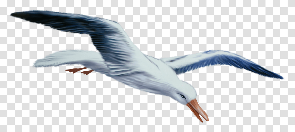 Seagull Clipart Gulls, Bird, Animal, Pelican, Flying Transparent Png