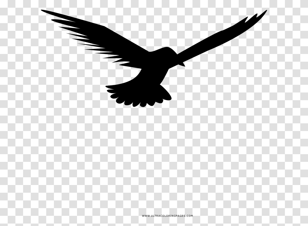 Seagull Coloring, Gray, World Of Warcraft Transparent Png