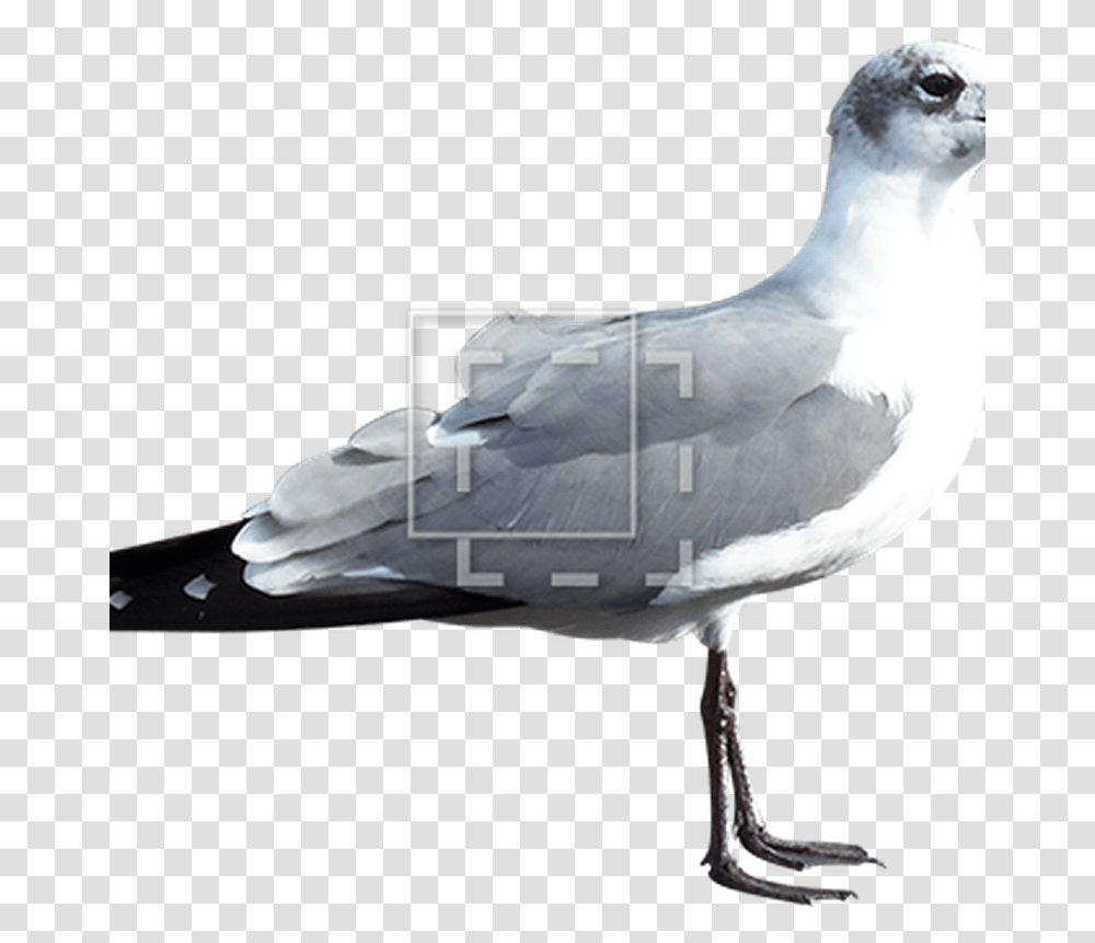 Seagull Common Gull, Bird, Animal, Beak, Albatross Transparent Png