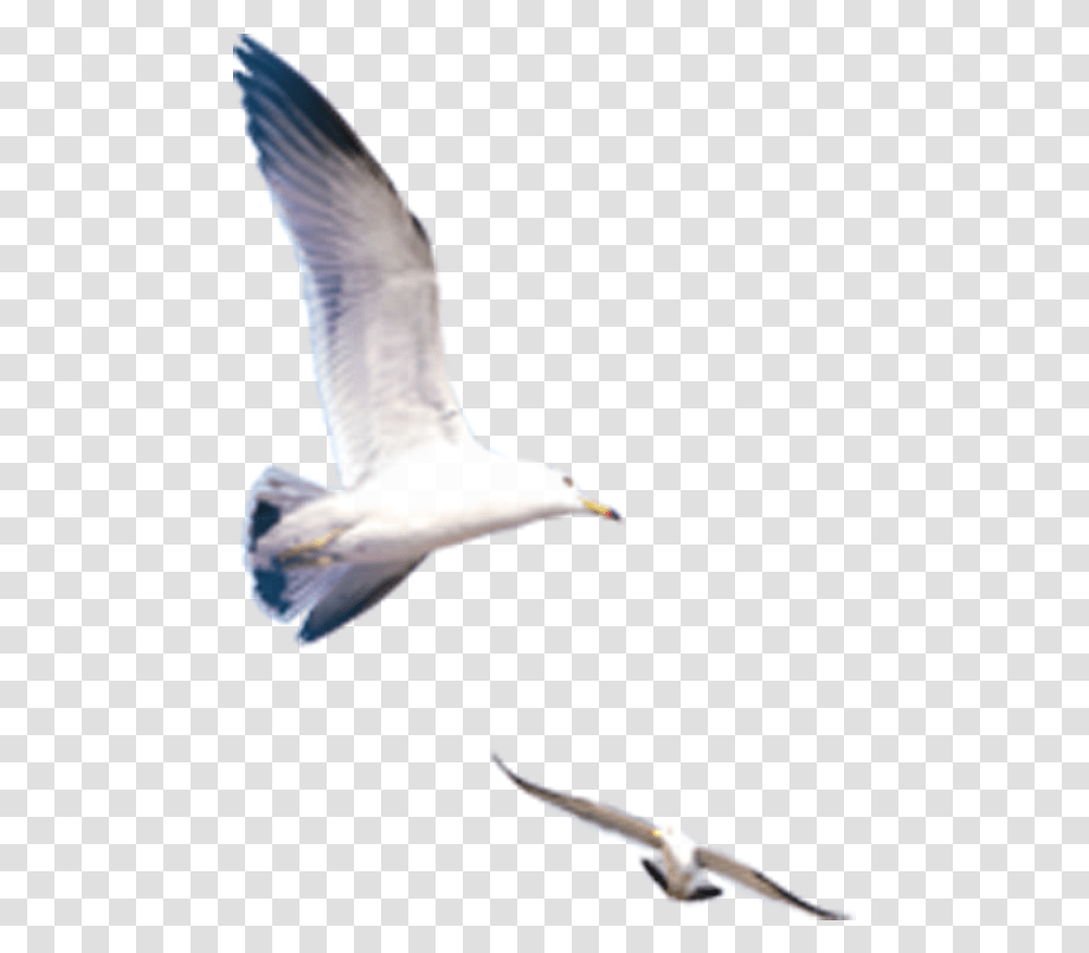 Seagull Download Clip Art, Bird, Animal, Flying, Beak Transparent Png