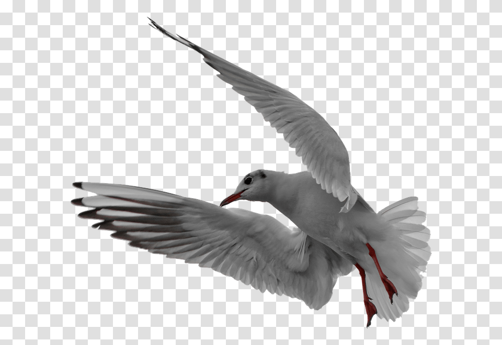 Seagull Flight Isolated Free Picture, Bird, Animal, Flying, Dove Transparent Png
