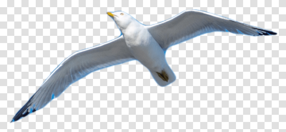Seagull Flying European Herring Gull, Animal, Bird, Albatross, Booby Transparent Png