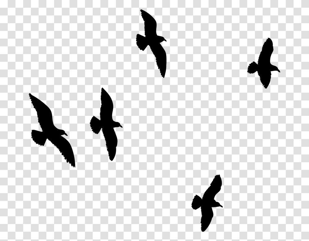 Seagull Flying Flock Of Birds Bird Sky Flock Flock, Gray, World Of Warcraft Transparent Png