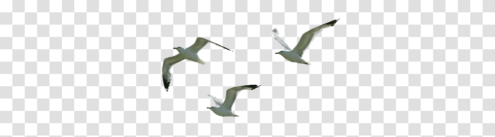 Seagull Flying Image, Bird, Animal, Beak, Aircraft Transparent Png