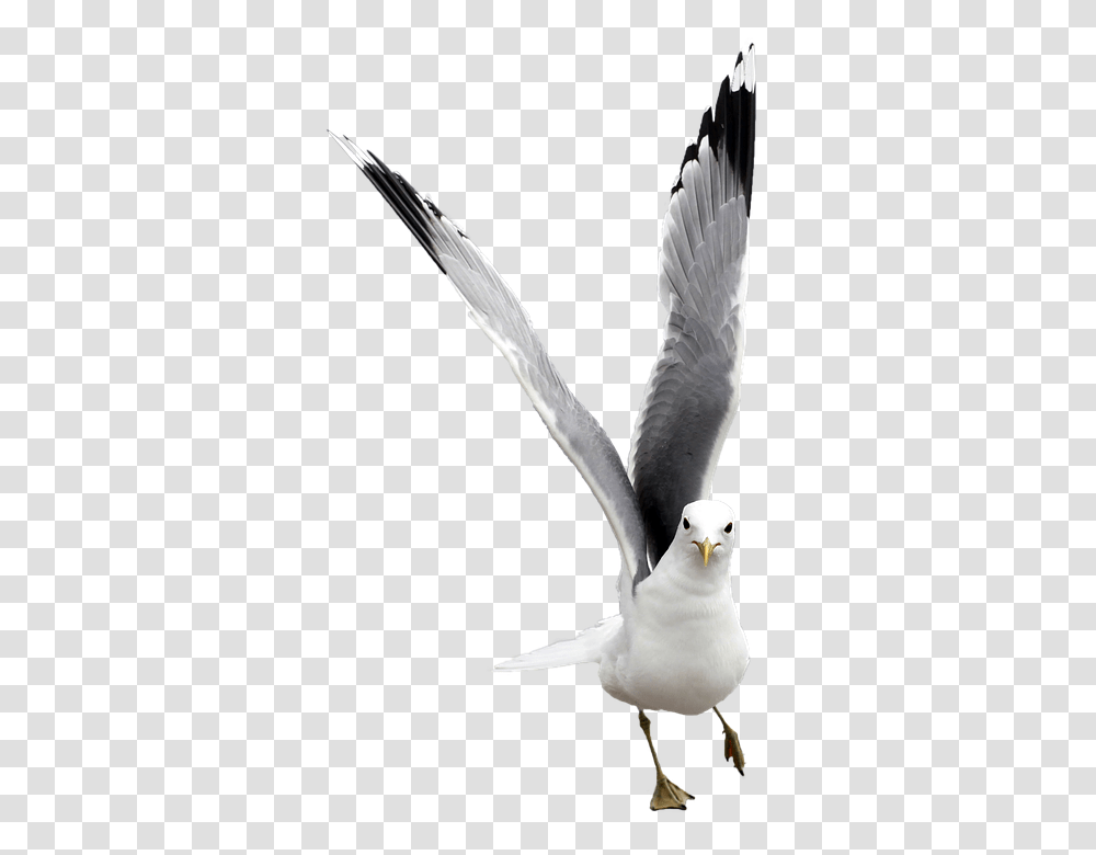 Seagull Free 960, Animals, Bird, Flying, Dove Transparent Png