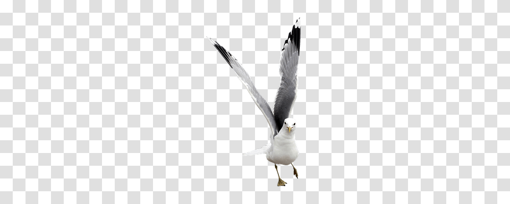 Seagull Free Nature, Flying, Bird, Animal Transparent Png