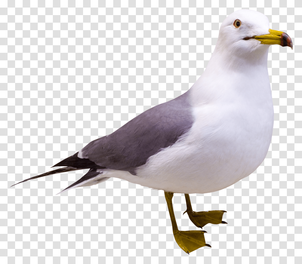 Seagull Free Image Seagull, Bird, Animal, Beak Transparent Png
